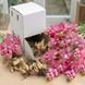 Полиантес Тубероза розовая "Cherry" 100 штук (шоу-бокс) 100202 фото 1